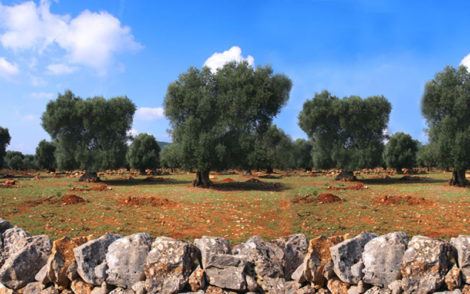 Puglia olive oil