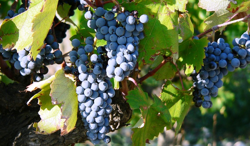 Negroamaro Grape - Wine of Puglia